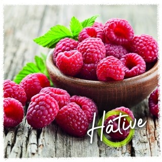 framboise Hative copie
